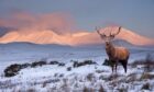 A stag in a Scottish winter Highland landscape