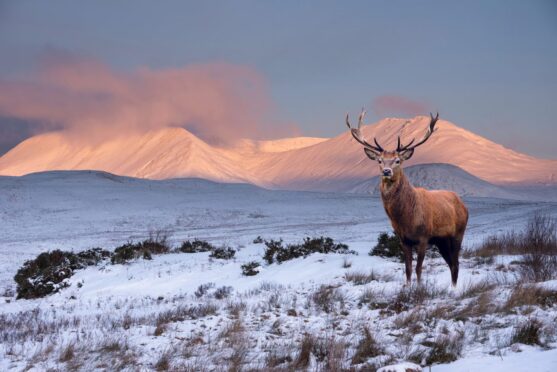 A stag in a Scottish winter Highland landscape