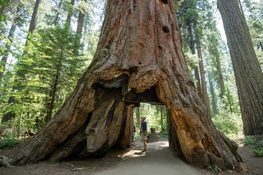 California's redwoods