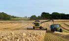 Harvesting winter wheat. Image: Craig Grant