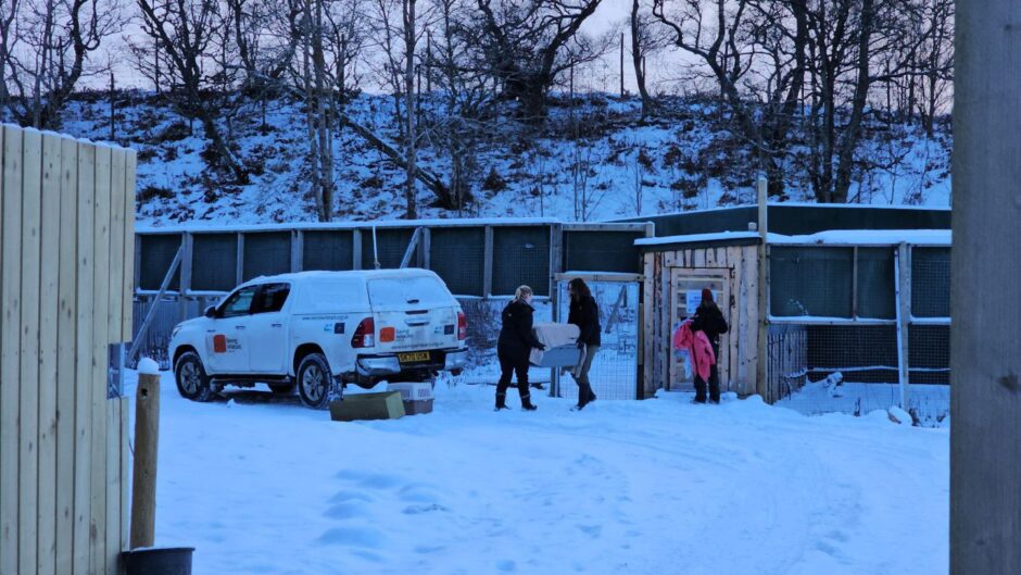 Keepers lift box from quarantine centre surrounded by snow as they transfer lynx.