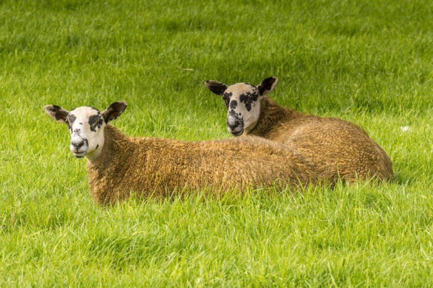 Sheep grazing in the Scottish Highlands. 