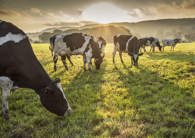 Dairy cows