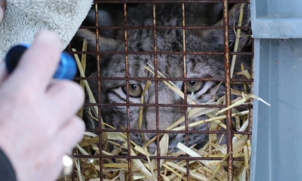 Staff at the Highland Wildlife Park inspect one of the captured lynx before it is transferred to Edinburgh Zoo