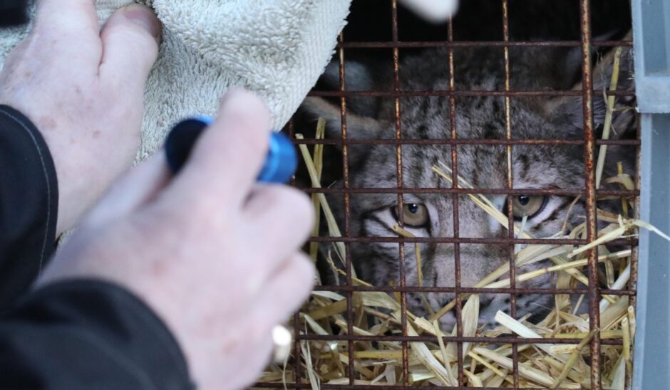 Lynx peering from a cage.