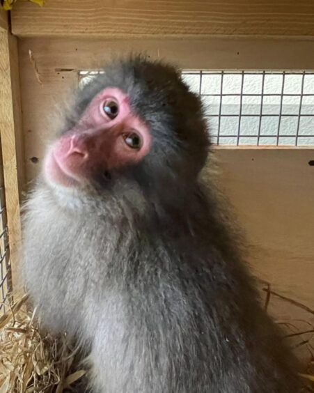 Honshu the monkey in his box during transfer to Edinburgh Zoo.