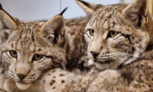 Two lynx on quarantine