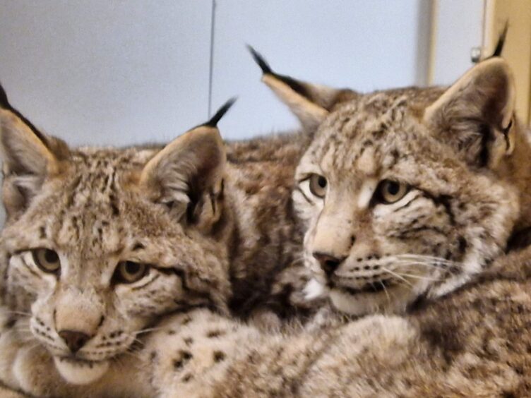 Two of the lynxes rescued in the Highlands.