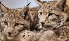 Two of the lynxes rescued in the Highlands.