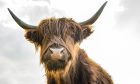 Highland cow