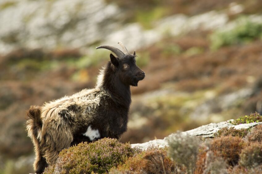 Wild goat on Colonsay