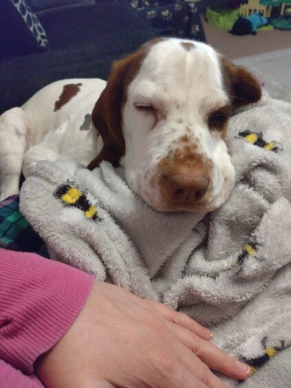 Patch the dog asleep on a blanket