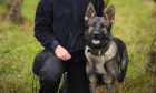 PD Zara had become a licensed police dog in October 2023 and served as a general patrol dog. Image: Police Scotland