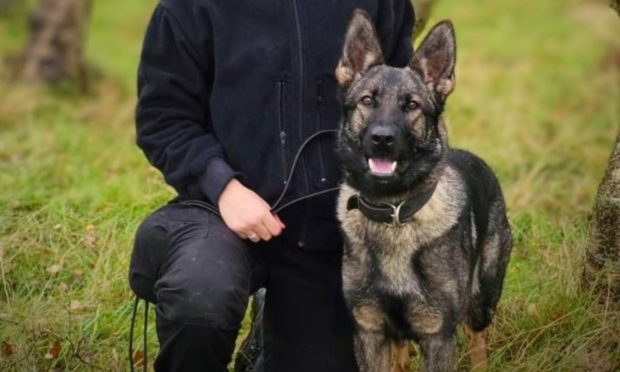 PD Zara had become a licensed police dog in October 2023 and served as a general patrol dog. Image: Police Scotland