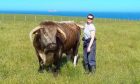 Alice Lennox with an English Longhorn.