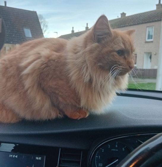 The kitten sitting comfortably, and purring for attention, on the dashboard of Amy Hurst's car.