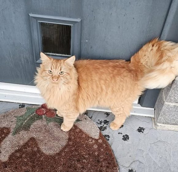 Ginger kitten bingo on one of his many visits to Lossie resident Andy Paterson's home. Andy captured this picture of Bingo at his door.