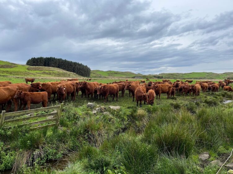 Cadzow Bros' Luing cattle.