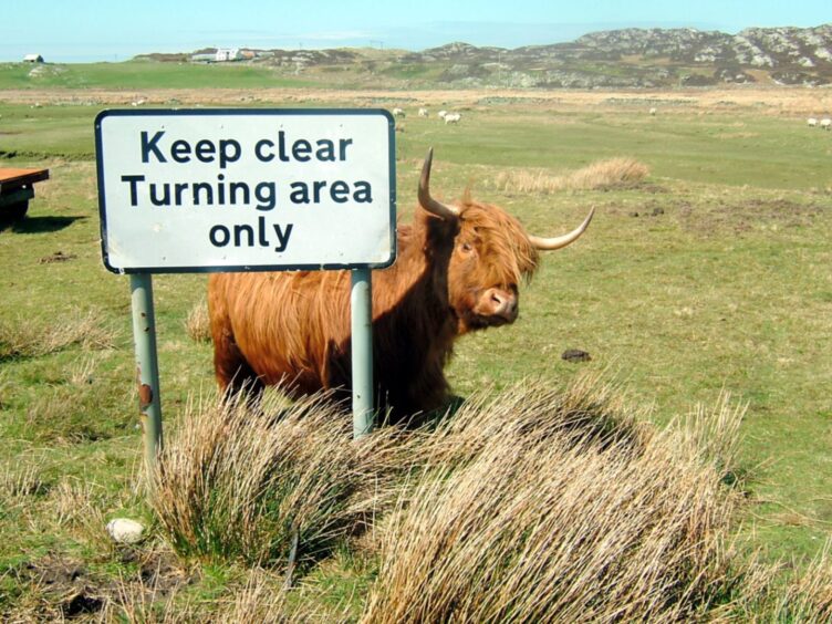 Highland coo on Colonsay.