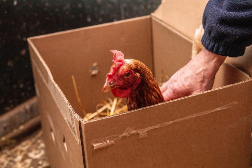 Hen in a box