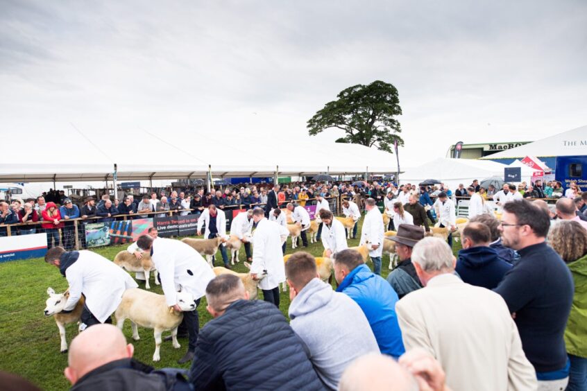 Texel sheep on display at the Royal Highland Show in 2023.