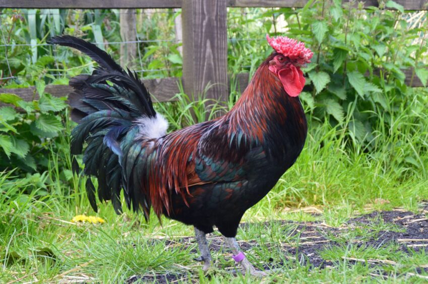 Derbyshire Redcap chicken