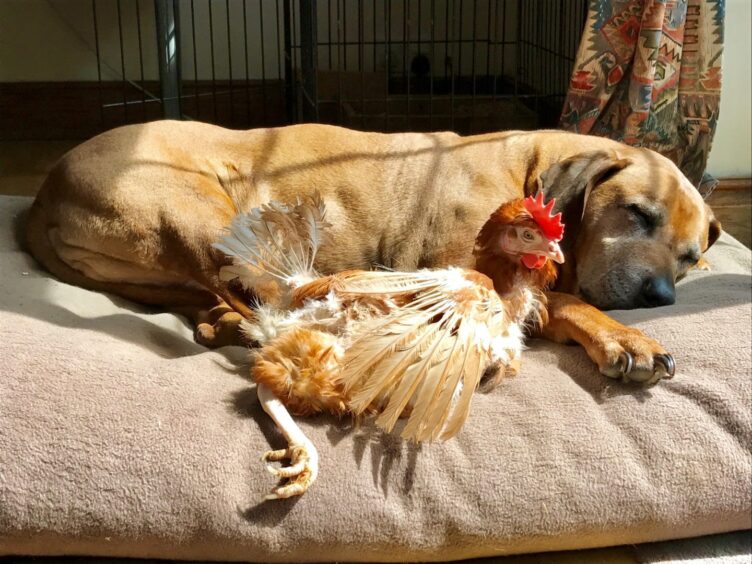 A rehomed hen and her four-legged friend sunning themselves.