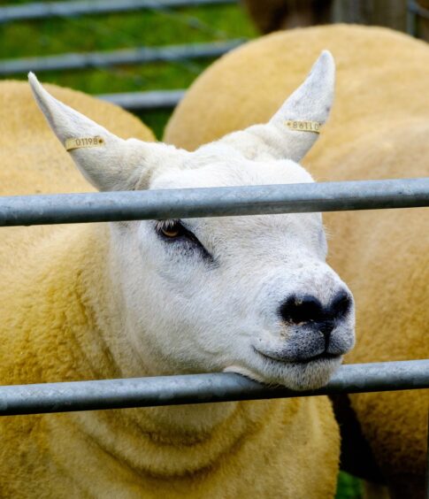 Texel sheep in a pen waiting to be shown. 