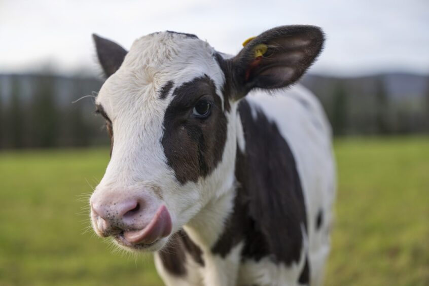 Close-up of a cow