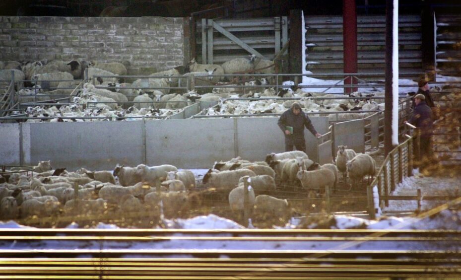 Officials and farm workers gather sheep for slaughter at a Scottish farm in 2001