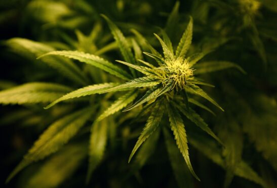 A 'significant' number of cannabis plants were discovered in the property, together with a quantity of dried cannabis. Image: PA