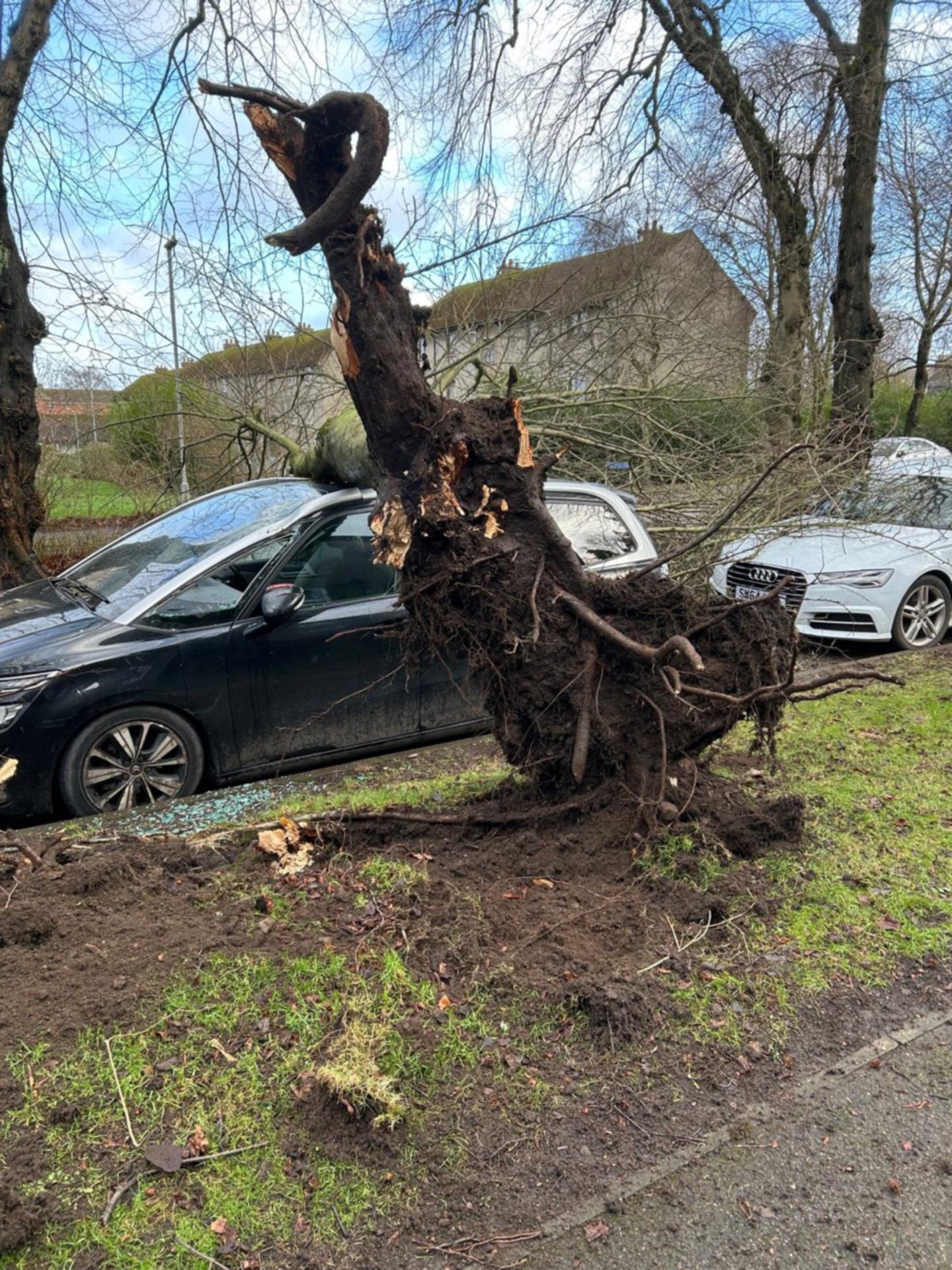 Tree falls on car on Beattie Avenue in Aberdeen