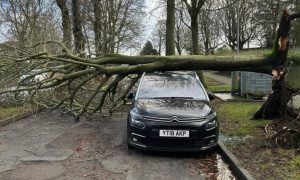 A tree has fallen on a car in Aberdeen's Beattie Avenue. Image: DC Thomson