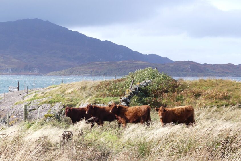 More if the island's cattle herd