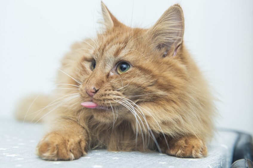 Bingo sticks out his tongue at our photographer Jason.