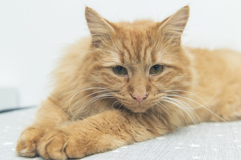 Bingo, stretching, and enjoying his close-up.