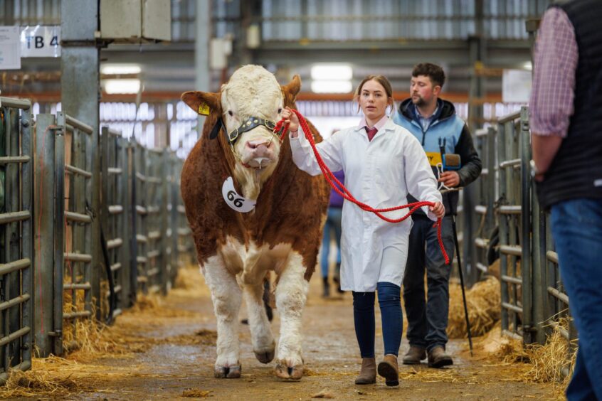 February 2023 Stirling Bull Sales