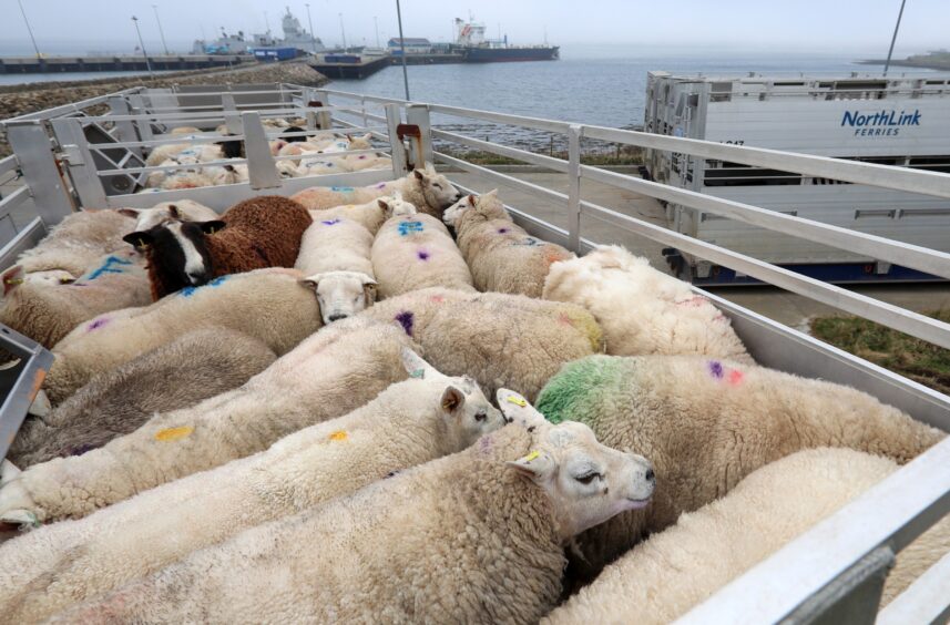 Sheep on a Scottish ferry