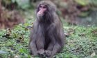 Honshu the monkey through the glass, sitting by the window of his enclosure.