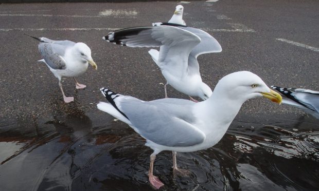 Three gulls on roadside.