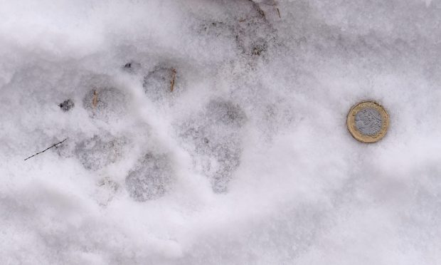 Paw prints spotted during the hunt for two lynx. Image: Sandy McCook/DC Thomson