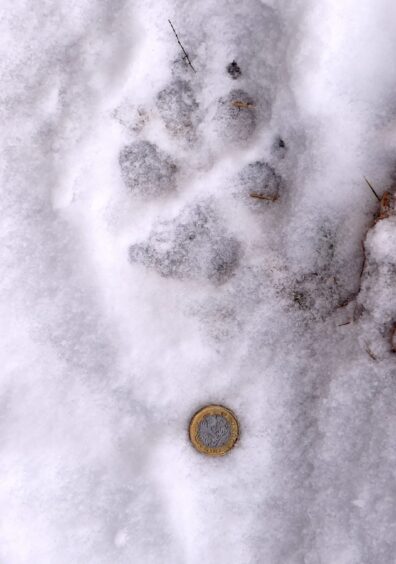 A paw print in the snow, from one of the dumped lynxes, with a pound coin for scale