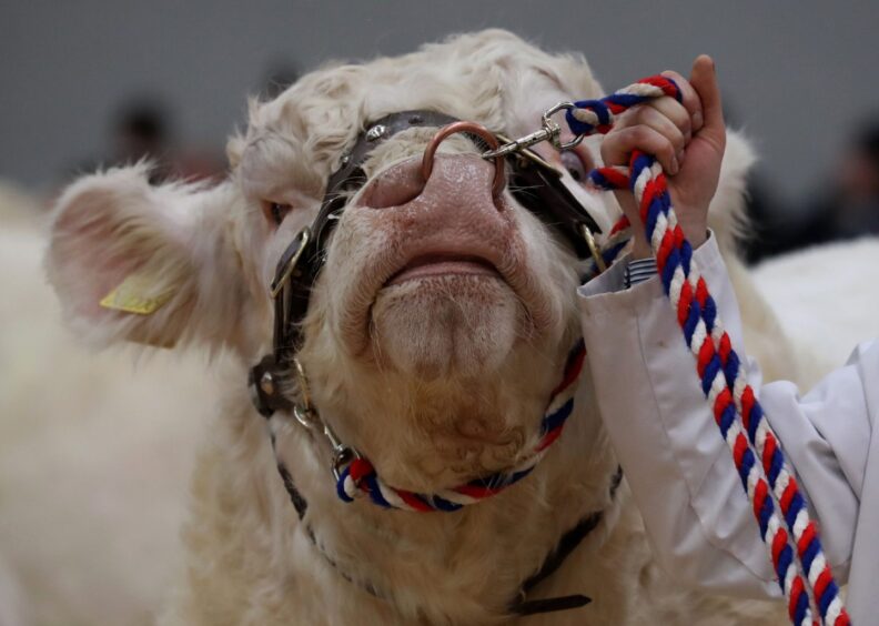 A Charolais bull leaves the show ring at a previous event.