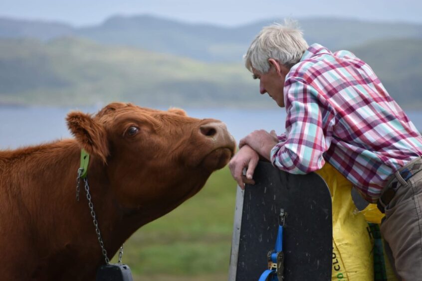 Shane Cadzow with one of the Luing cattle.