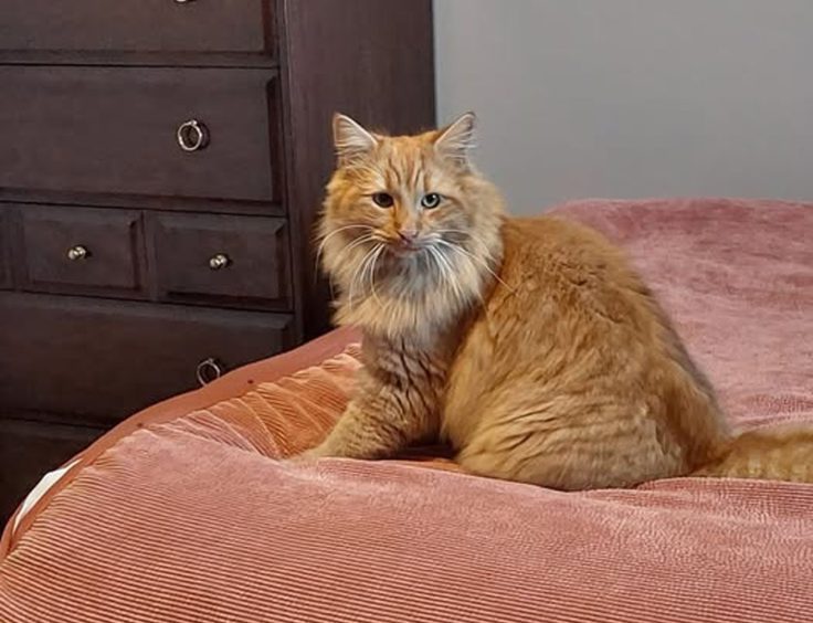 Bingo gets comfortable on the bed while visiting Tracy Edwards' home. 