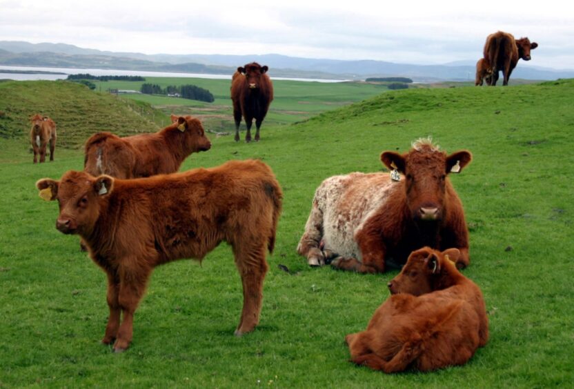 Luing cattle at their ancestral home.