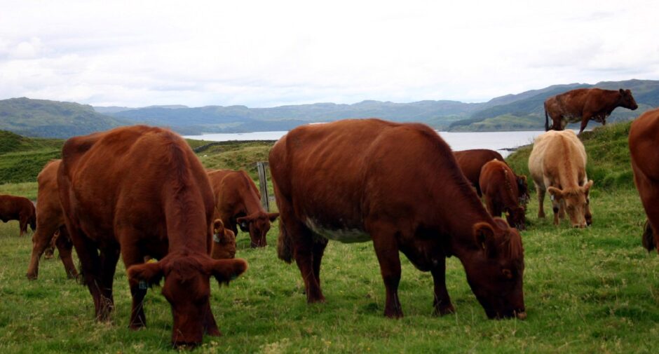 Luing cattle grazing