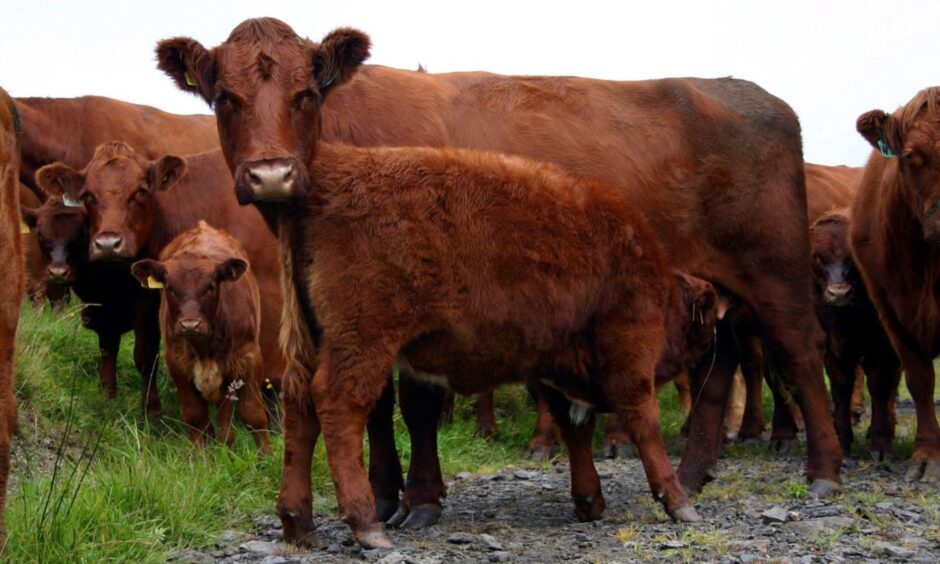 The pedigree herd on the Isle of Luing.