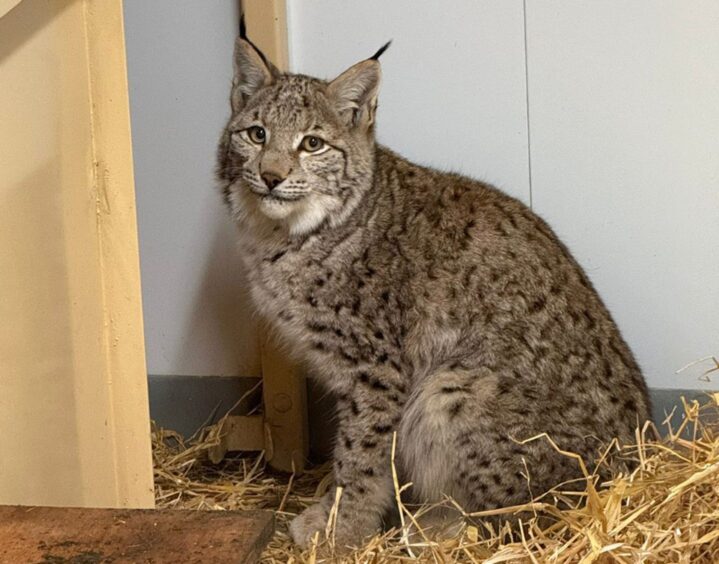 lynx in Edinburgh Zoo