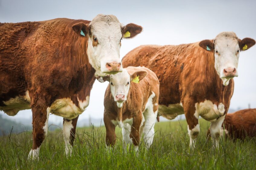 Simmental heifers and a calf. 